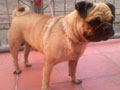 Alfonso von Hommy Channel