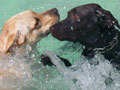 Liputan Fun Together With Labrador Retriever 2