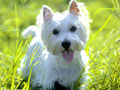 Anjing West Highland White Terrier