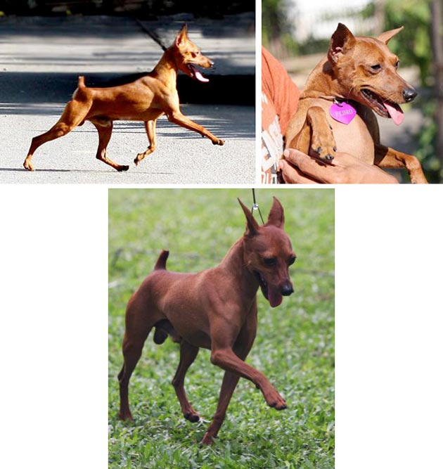 INA.CH.Pedro Von Patang Puluhan