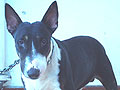 Modern Dog Kennel Dappe