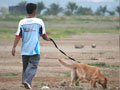 Jalan-Jalan Sore Penggemar Anjing Di Semarang