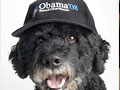 Anjing Manakah yang Akan Jadi "First Dog" Obama?