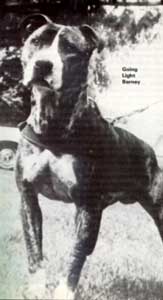 Pitbull : 3 Ekor Pitdog Yang Menjadi Bahan Kajian 