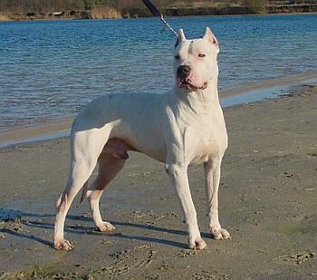 Anjing Dogo Argentino