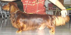INA.CH. Pacco of Fifty One Kennel
