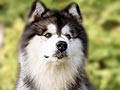Anjing Alaskan Malamute