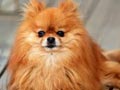 Anjing Pomeranian