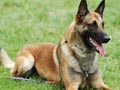 Anjing Belgian Malinois