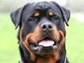 Anjing Rottweiler