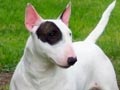 Anjing Bull Terrier