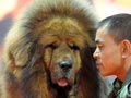 Anjing Tibetan Mastiff