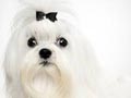 Kennel Anjing Maltese
