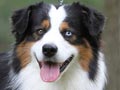 Anjing Australian Shepherd