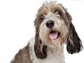 Anjing Petit Basset Griffon Vendeen