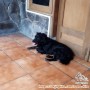 Ditemukan anjing di area Gegerkalong
