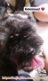 Re: Anjing Hilang : Poodle Hitam di Cengkareng