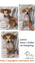 Free Adopt 3 Doggy Umur 2 bulan, Jantan semua
