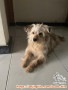 Open Adopsi Anjing Mix Yorkshire