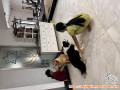 Open Adopt Sepasang Border Collie Dewasa