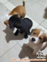 ADOPSI PUPPY MIX TERIER