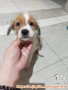OPEN ADOPT FREE PUPPY MIX TERIER