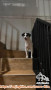 OPEN ADOPT ANJING MIX BREED IMUT