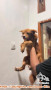 OPEN ADOPT ANJING MIX BREED GRATIS