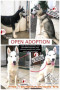 Open Adopsi 4 Husky Pure