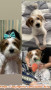 Open utk adopsi anjing mix umur 2 thn betina, komplit vaksin