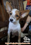 Dicari adopter betina anak anjing 5 bulan