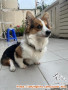 Hercules Corgi Puppy Jantan Difabel cari Forever Home