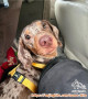 FREE ADOPT TEKEL / DACHSHUND - JAKARTA BARAT