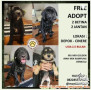 Free Adopt Anak Anjing Mix Golden 2,5 Bulan