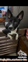 OPEN ADOPT FREE PUPPY MIX BASENJI