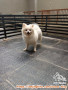 open adopt pomeranian betina