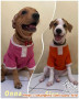 Open Adopt Puppy Betina Daerah Tangerang dan Sekitarnya