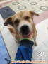 Free adopt anjing perempuan Golden X Husky mix 7 tahun