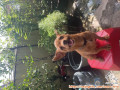 open free adopt