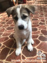 Open Free Adopt puppie mixed breed usia 3 bln