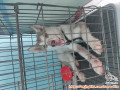 Siberian Husky
