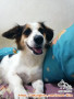 Adopsi free