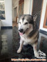FREE ADOPT ALASKAN MALAMUTE