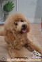 OA Toy poodle bulu lebat