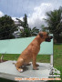 Adopsi Anjing Pitbull Betina