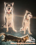 Free Adoption Alaskan Malamute